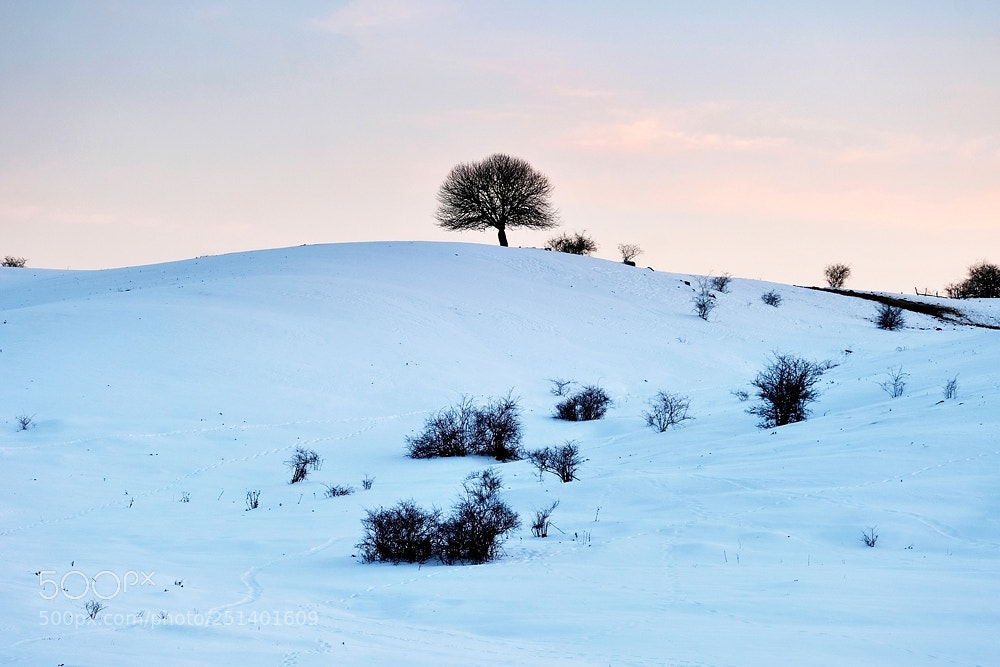 Fujifilm X-T2 sample photo. The king of snow photography