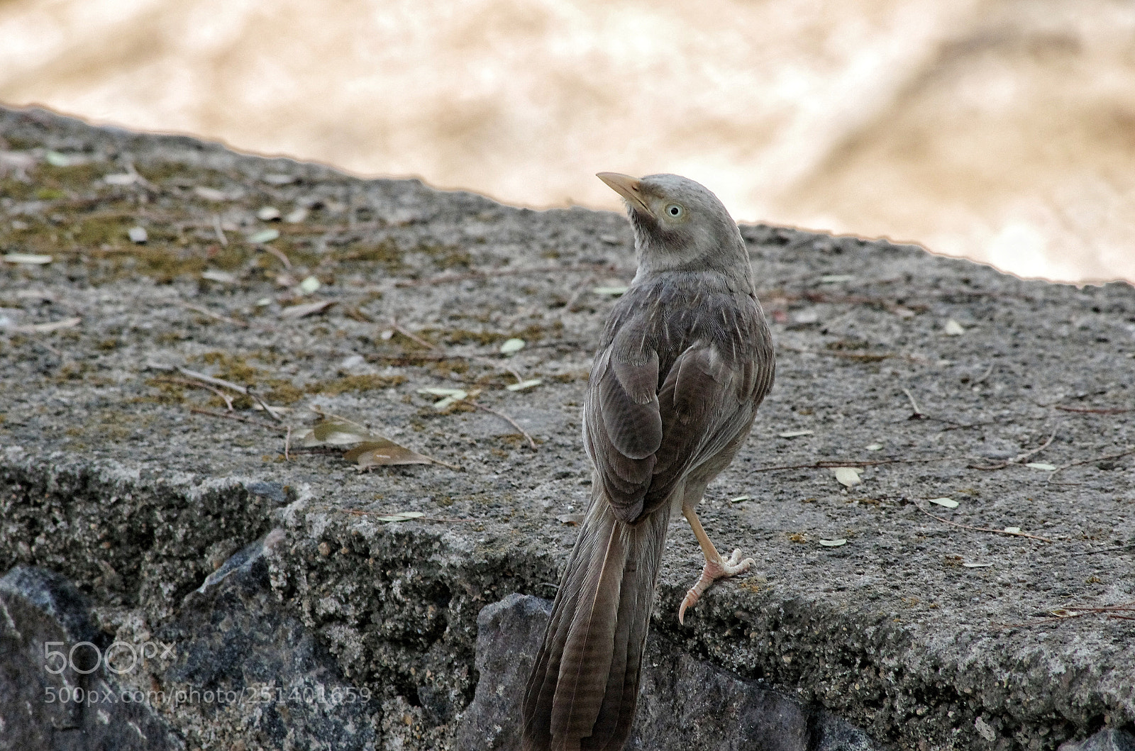 Pentax K-5 IIs sample photo. Jungle babbler photography