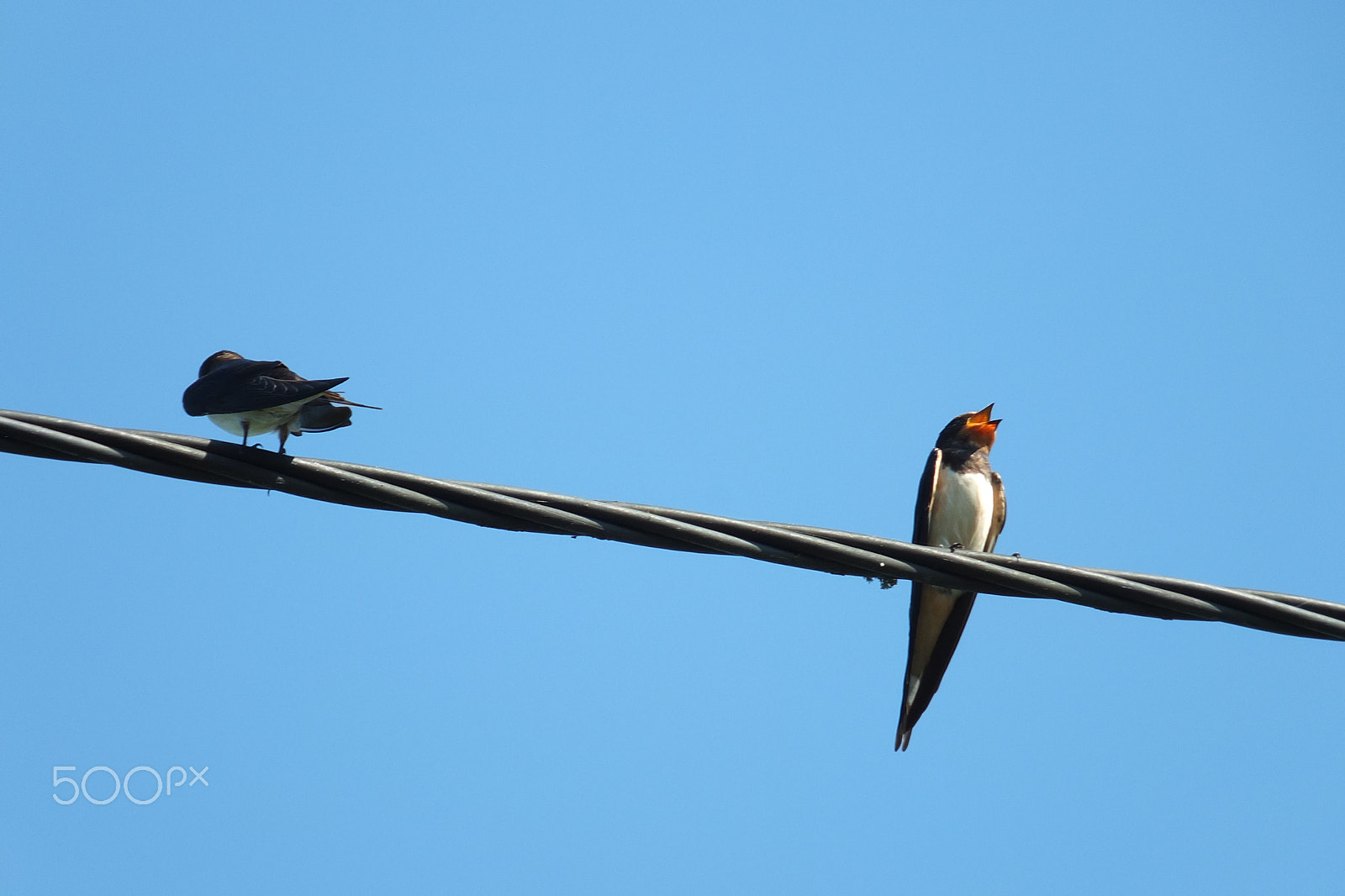 Fujifilm X-S1 sample photo. Hirundo rustica, lastavica , swallow photography