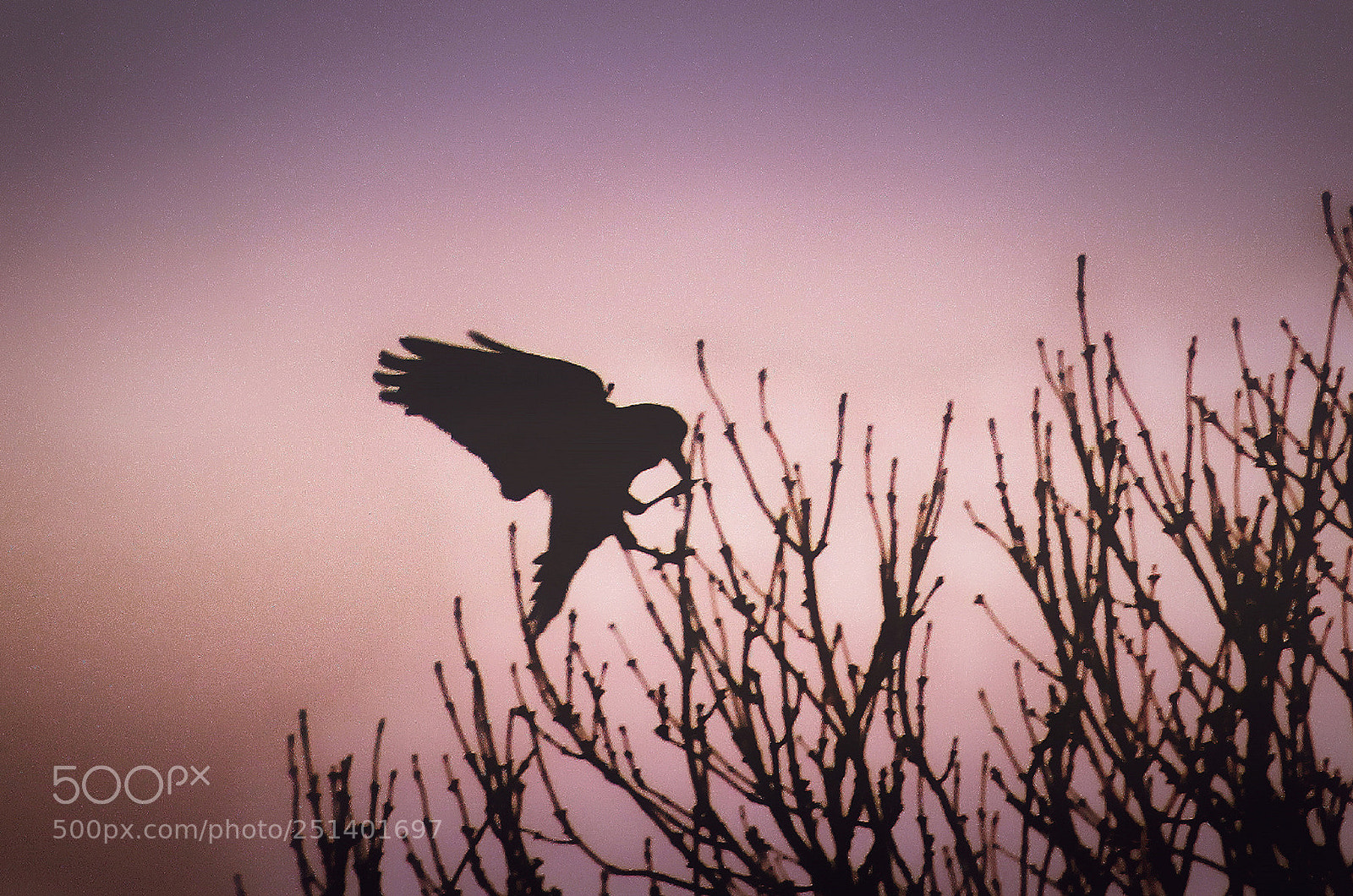 Canon EOS 700D (EOS Rebel T5i / EOS Kiss X7i) sample photo. Silhouette rook photography