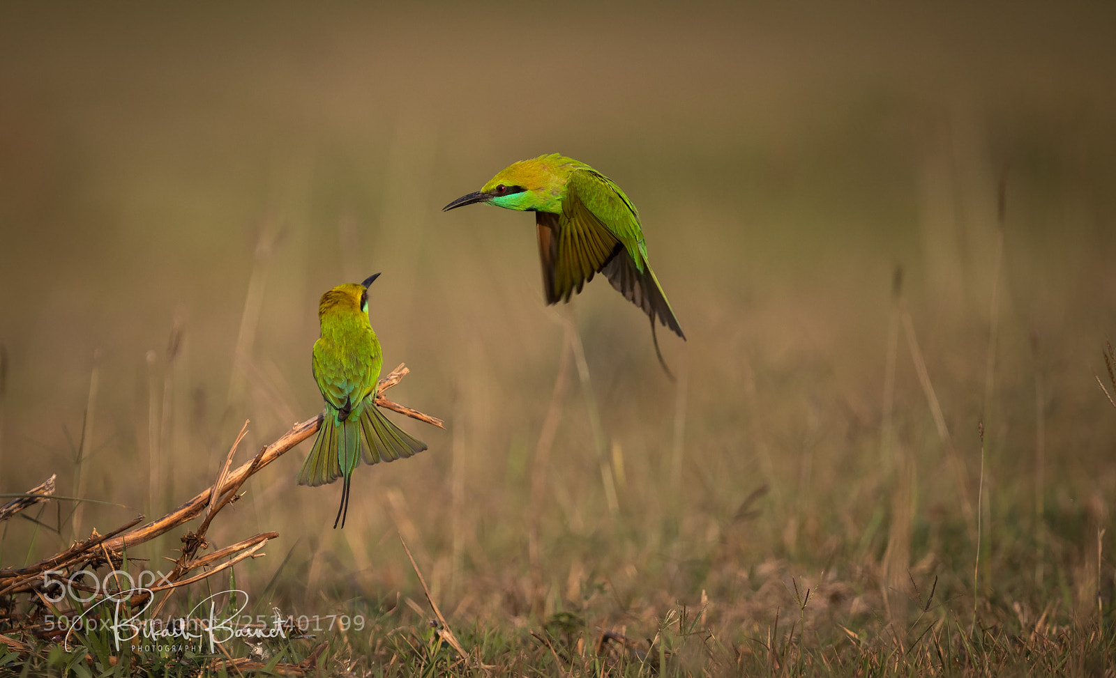 Canon EOS-1D X Mark II sample photo. Green bee-eater photography
