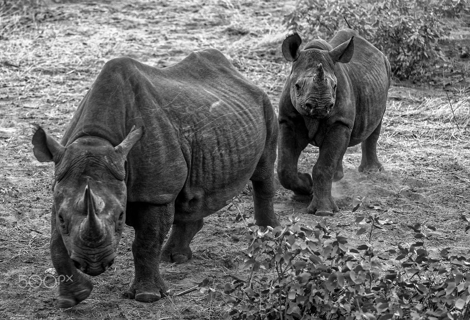 Nikon D4S + Nikon AF-S Nikkor 200-400mm F4G ED-IF VR sample photo. Etosha black rhino cow & calf photography
