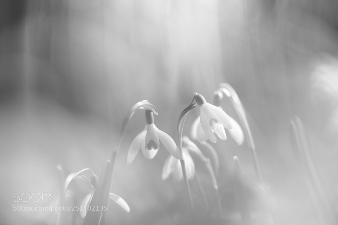 Nikon D810 sample photo. Bathing in the sun photography