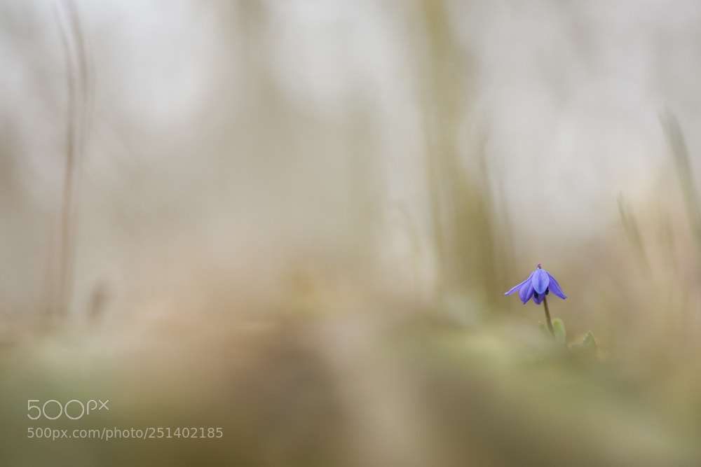 Nikon D810 sample photo. By the side of photography