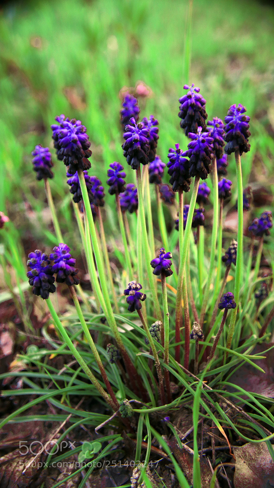 Canon EOS 70D sample photo. Purple wildflowers photography