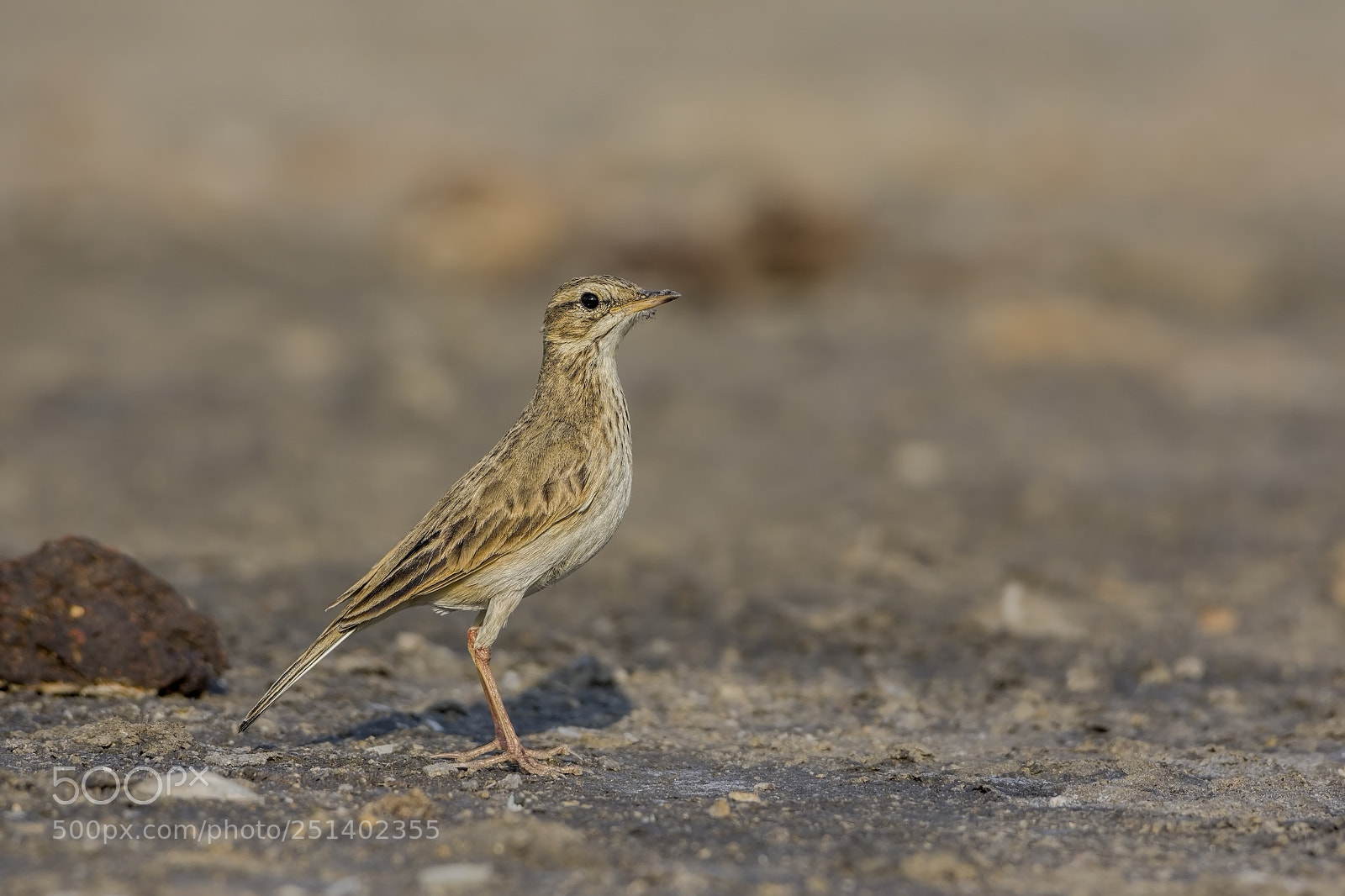 Nikon D7200 sample photo. Paddyfield pipit photography