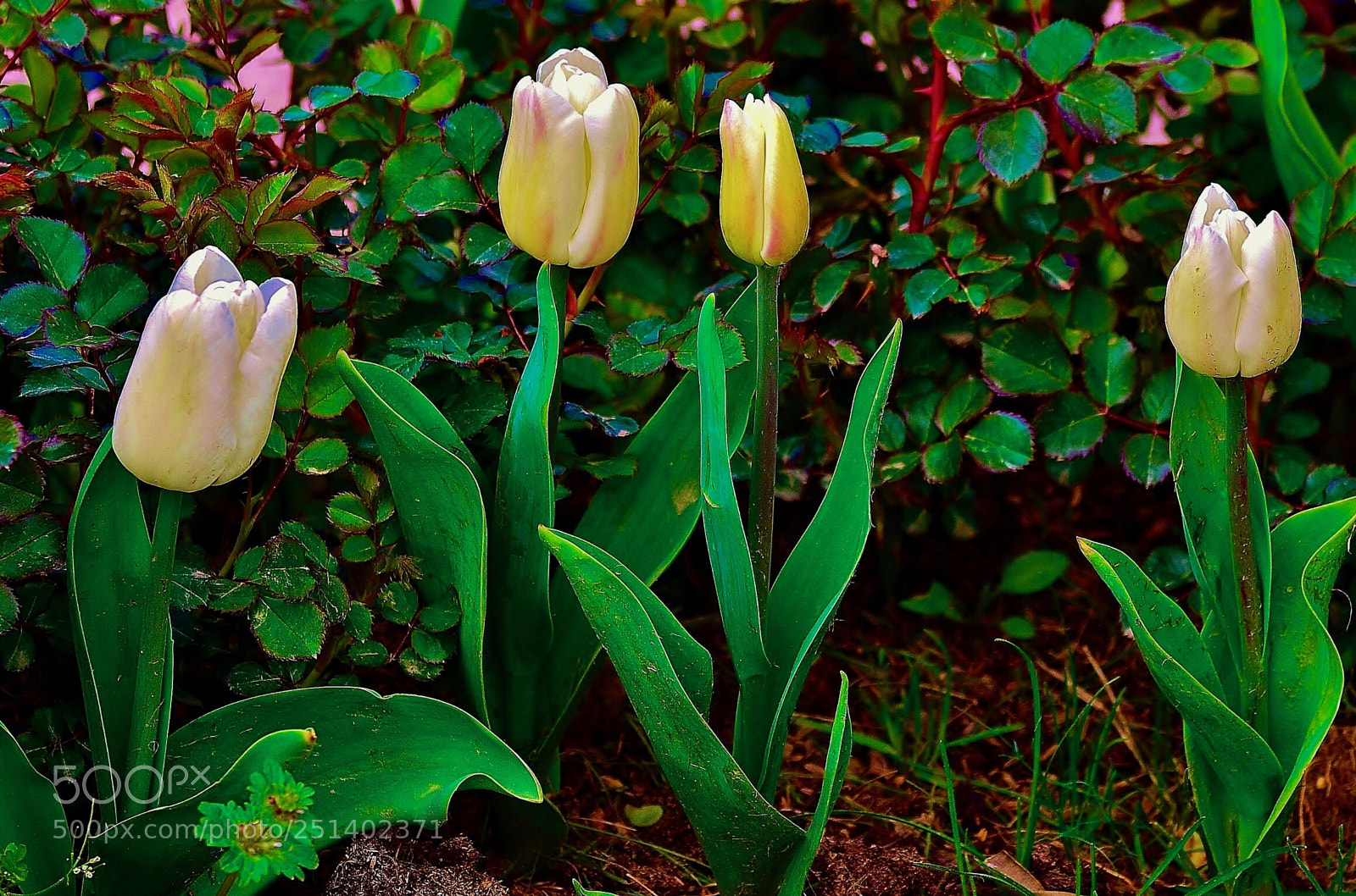 Nikon D7000 sample photo. Tulip brother photography
