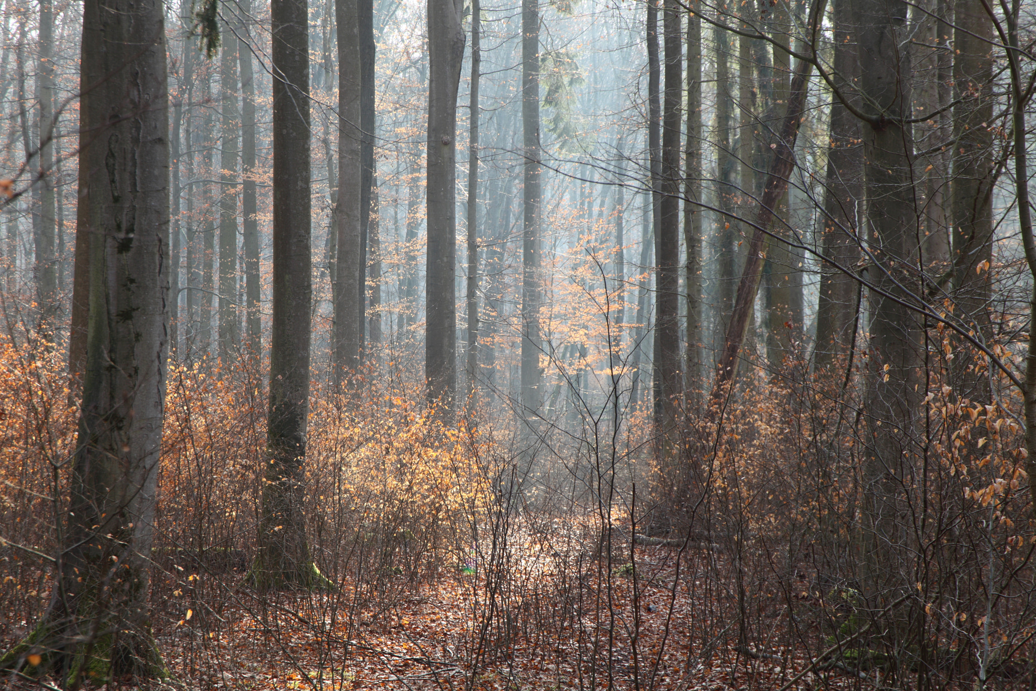 Canon EOS 5D Mark II + Canon EF 24-105mm F3.5-5.6 IS STM sample photo. Misty forest photography