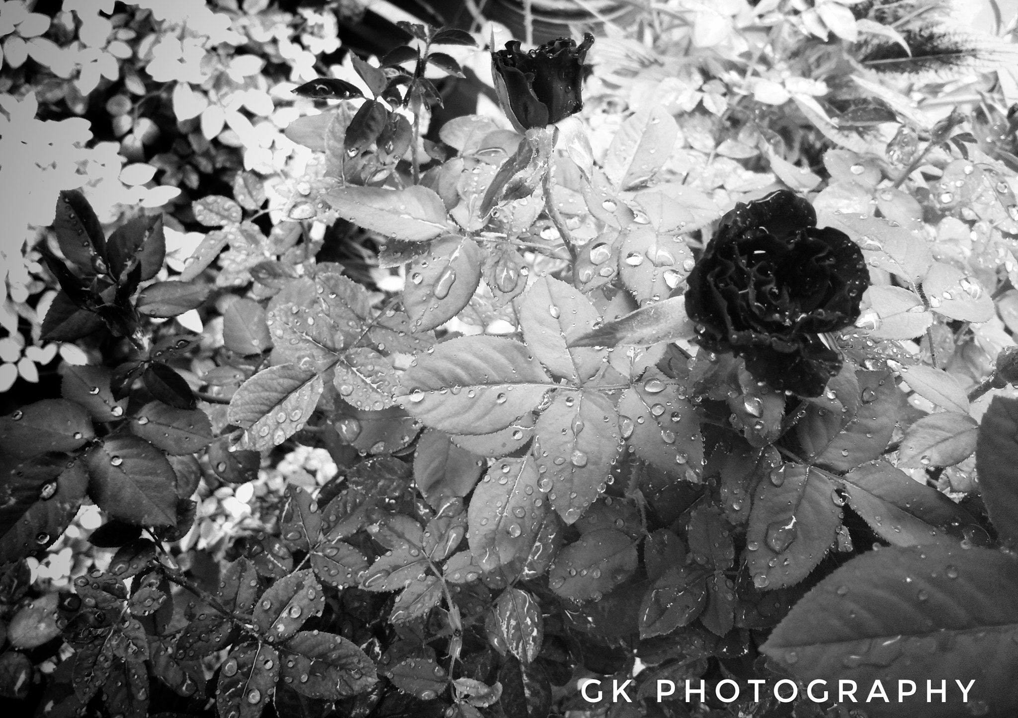 vivo 1601 sample photo