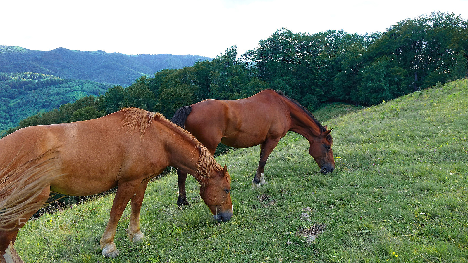 Sony Cyber-shot DSC-RX10 + Minolta AF 28-85mm F3.5-4.5 New sample photo. Pasture photography