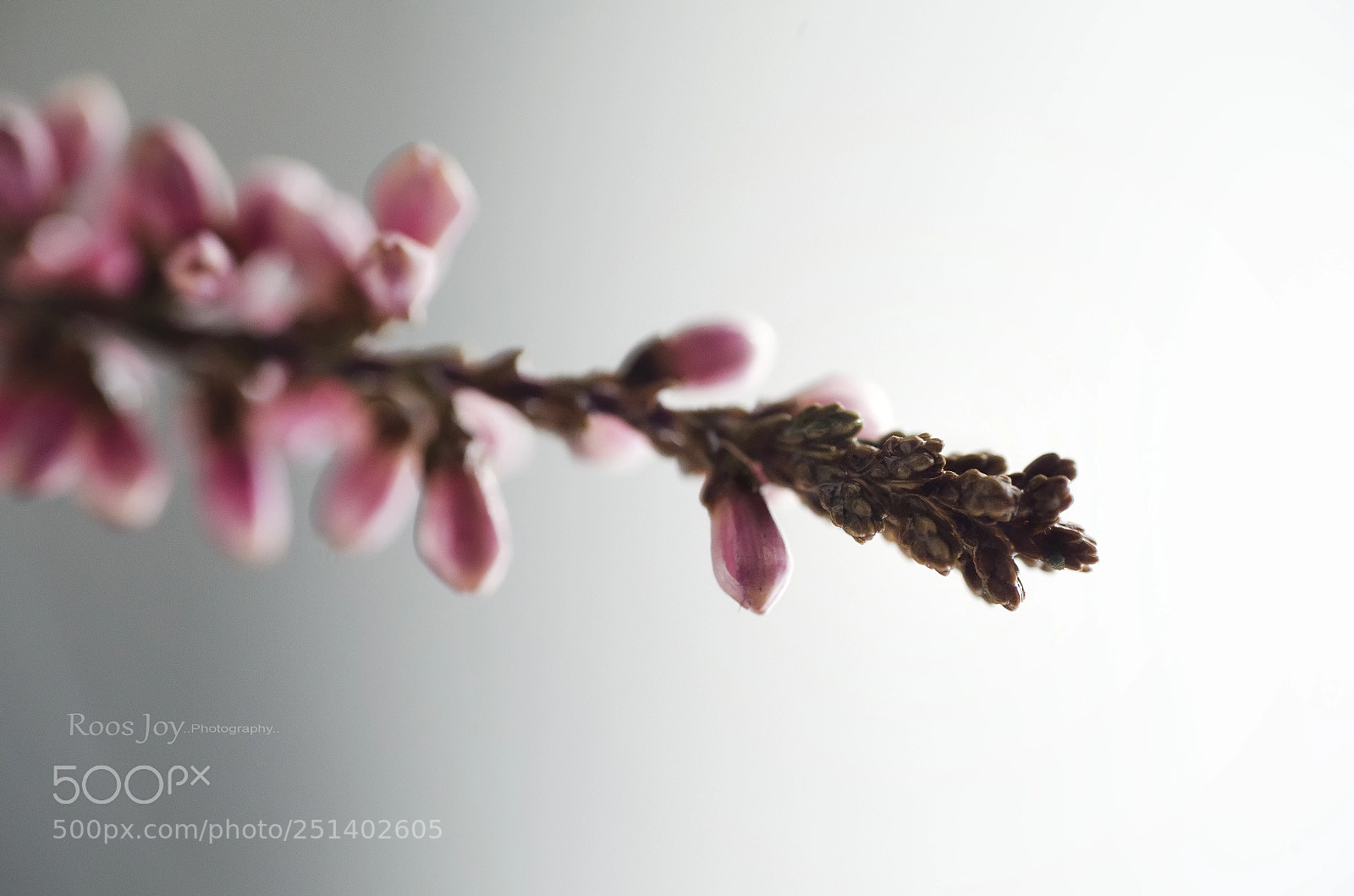 Nikon D5100 sample photo. Up close photography