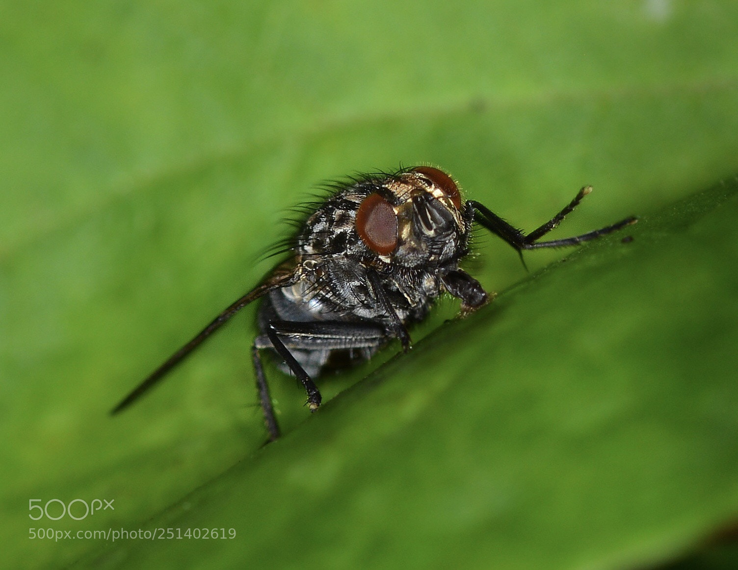 Nikon D5200 sample photo. Fly photography