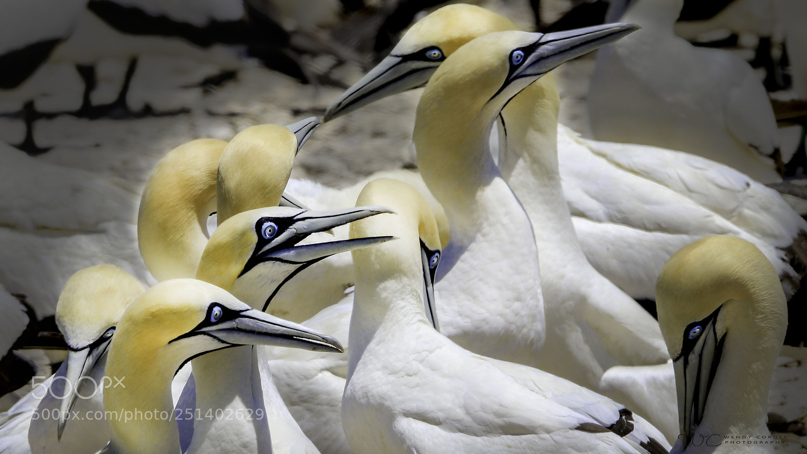 Canon EOS 80D sample photo. Ganets lamberts bay highlights photography