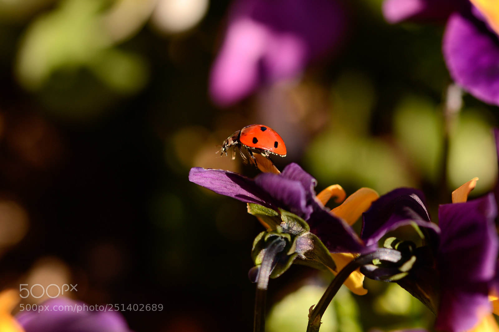 Nikon D3100 sample photo. Ladybug on violet photography