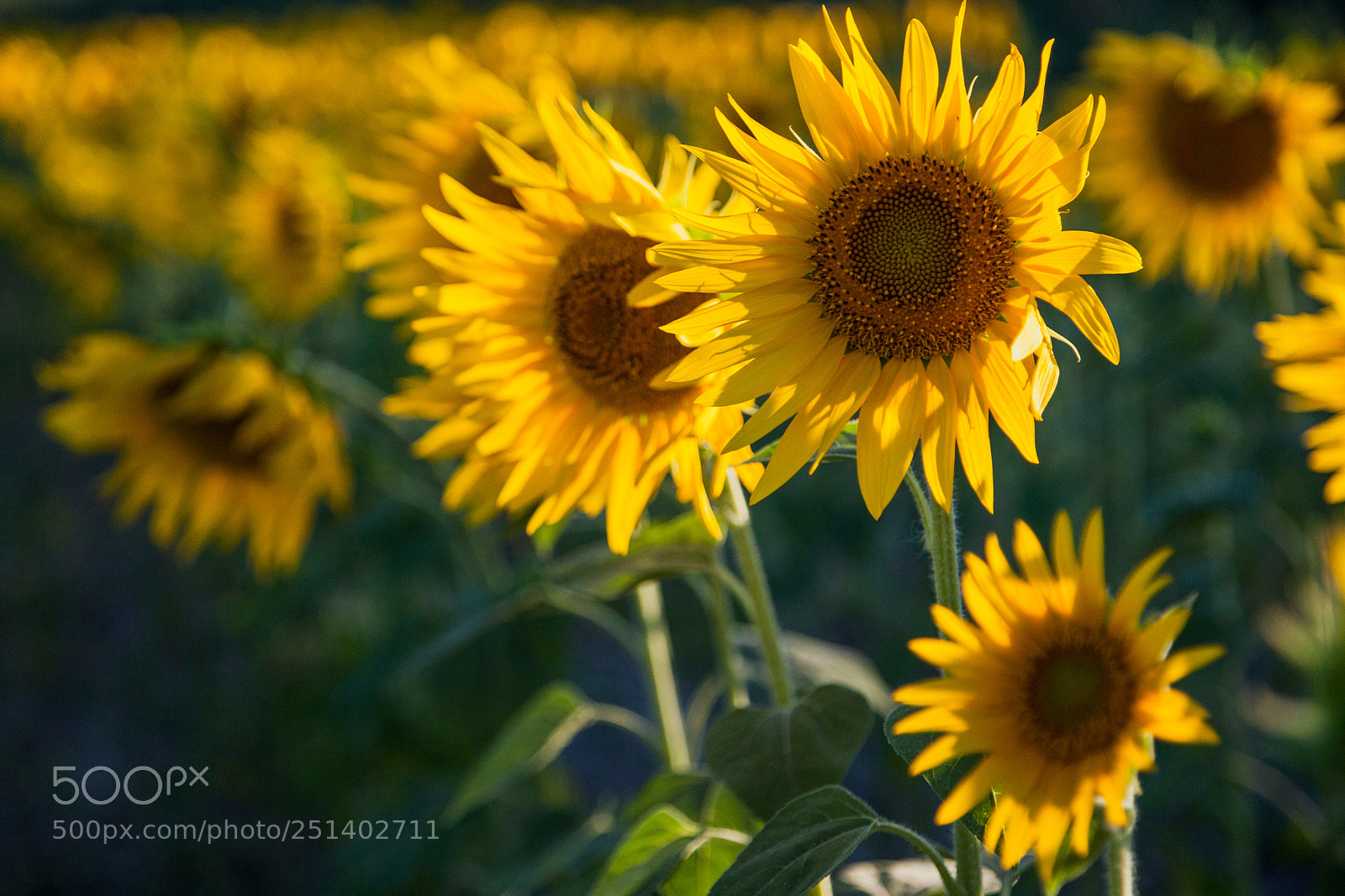 Canon EOS 5D Mark II sample photo. Sunflower field in provence photography