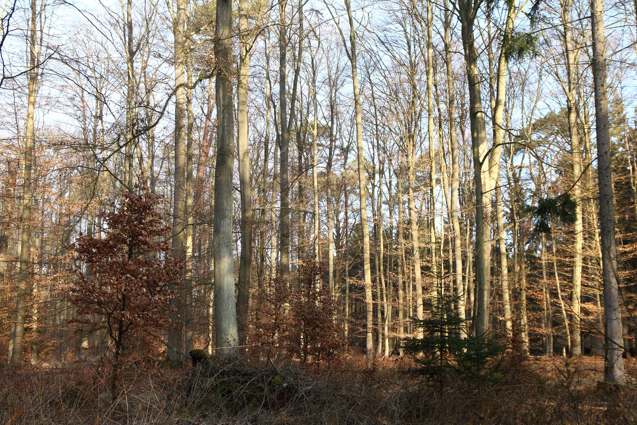 Canon EF 24-105mm F3.5-5.6 IS STM sample photo. Sunrise in the forest photography