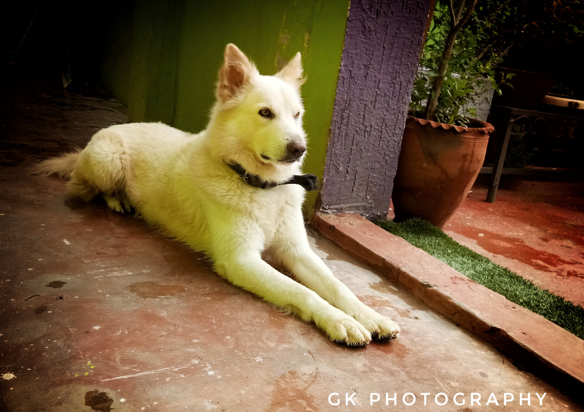 vivo 1601 sample photo