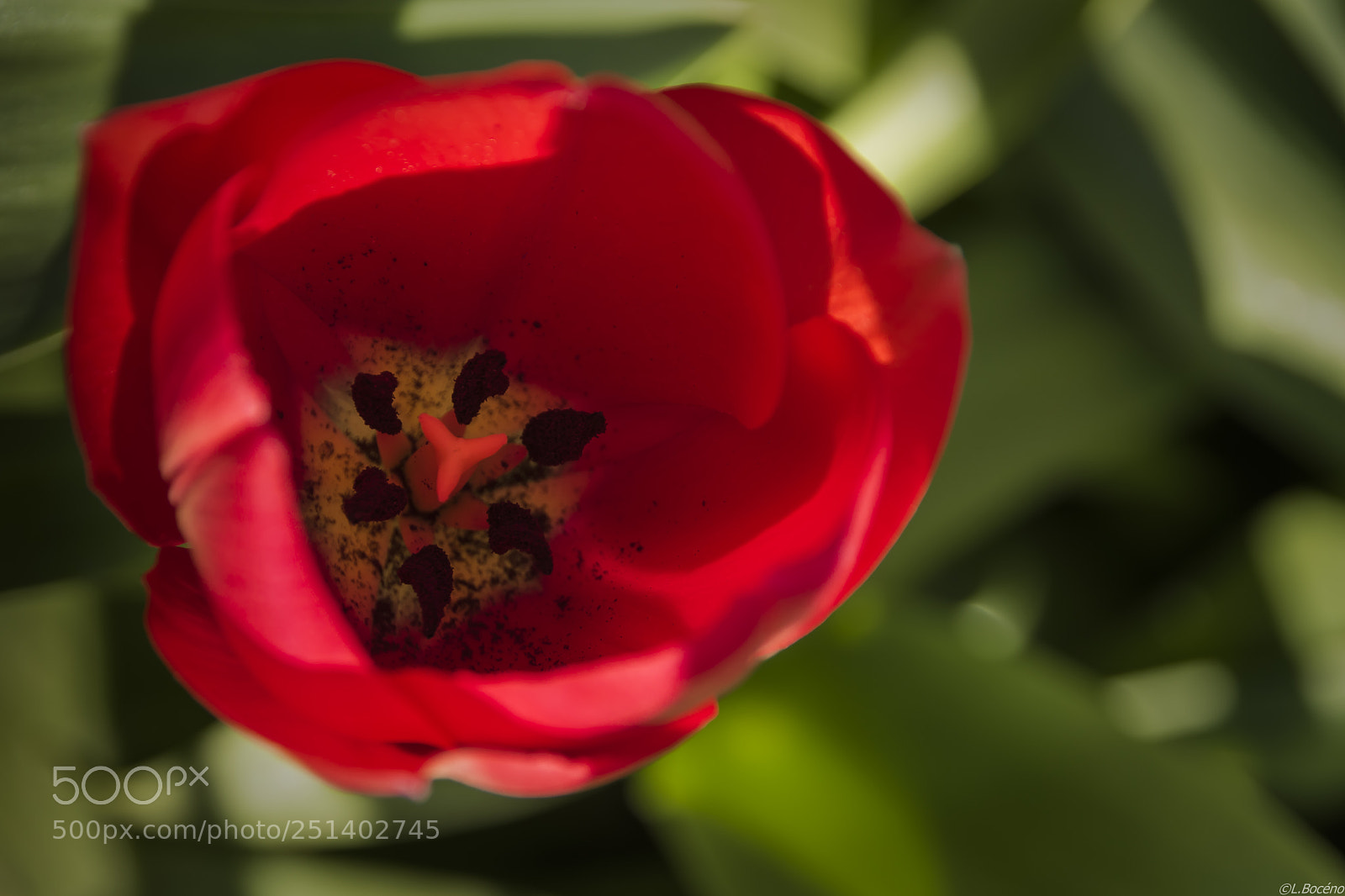 Nikon D5500 sample photo. Spring red flower the photography