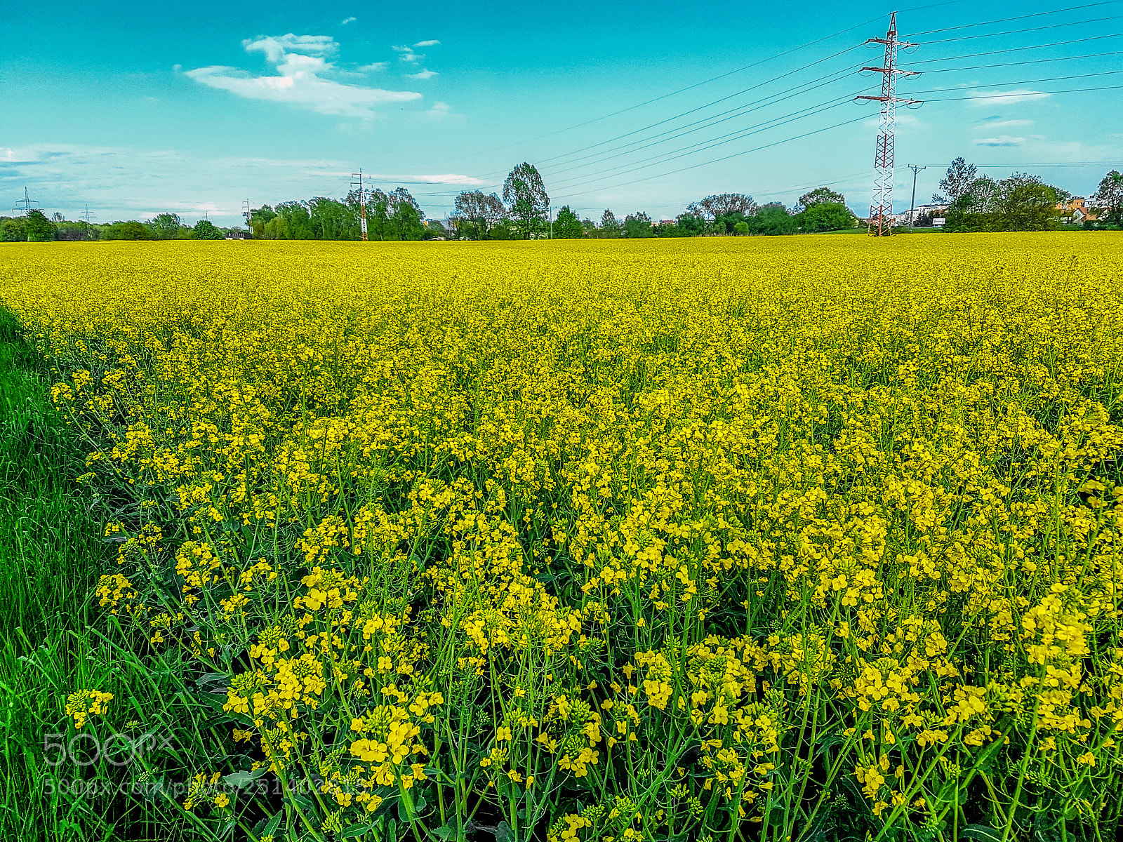 Samsung Galaxy S7 Edge sample photo. Rapeseed field photography