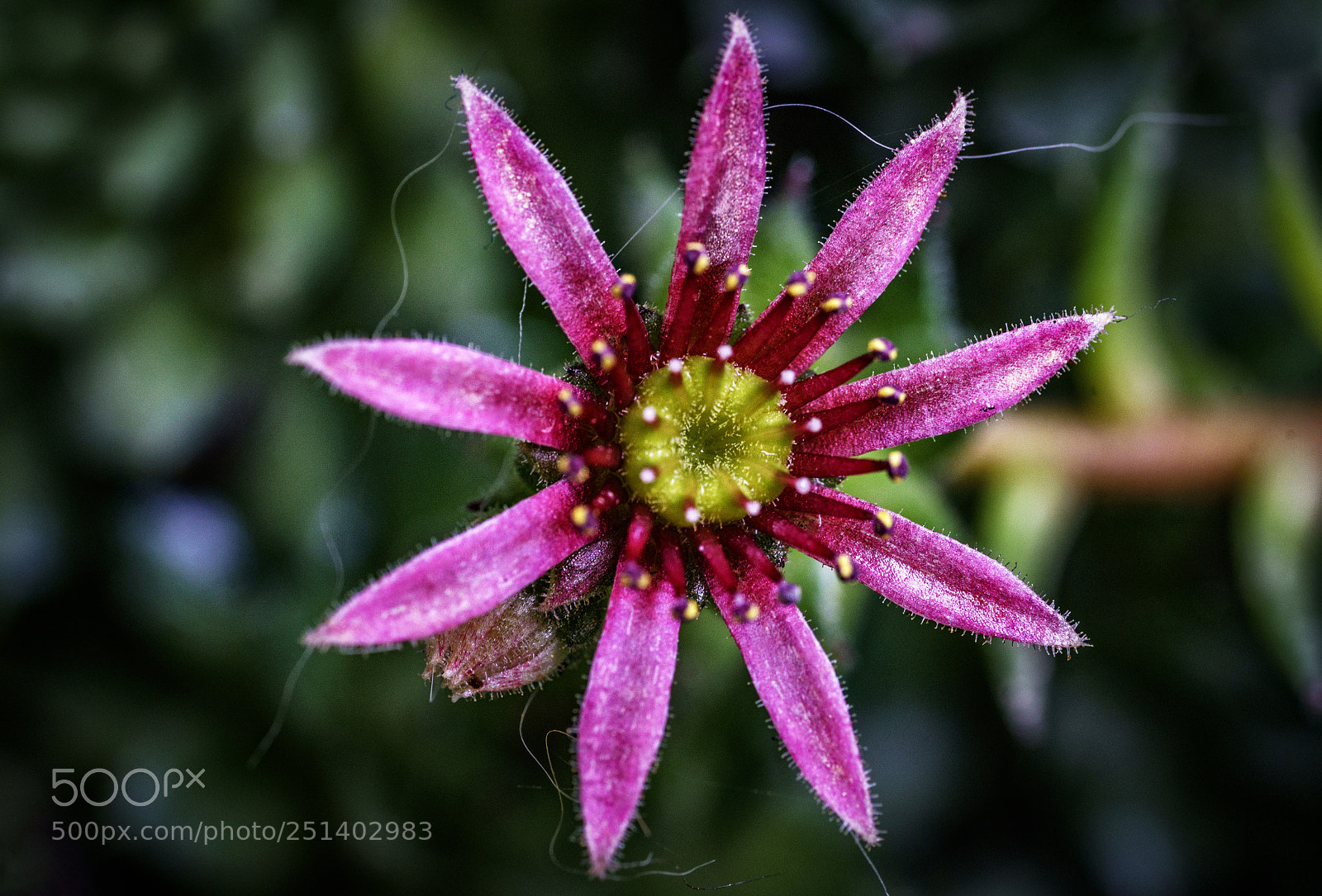 Sony a7R II sample photo. Succulent flower.... photography