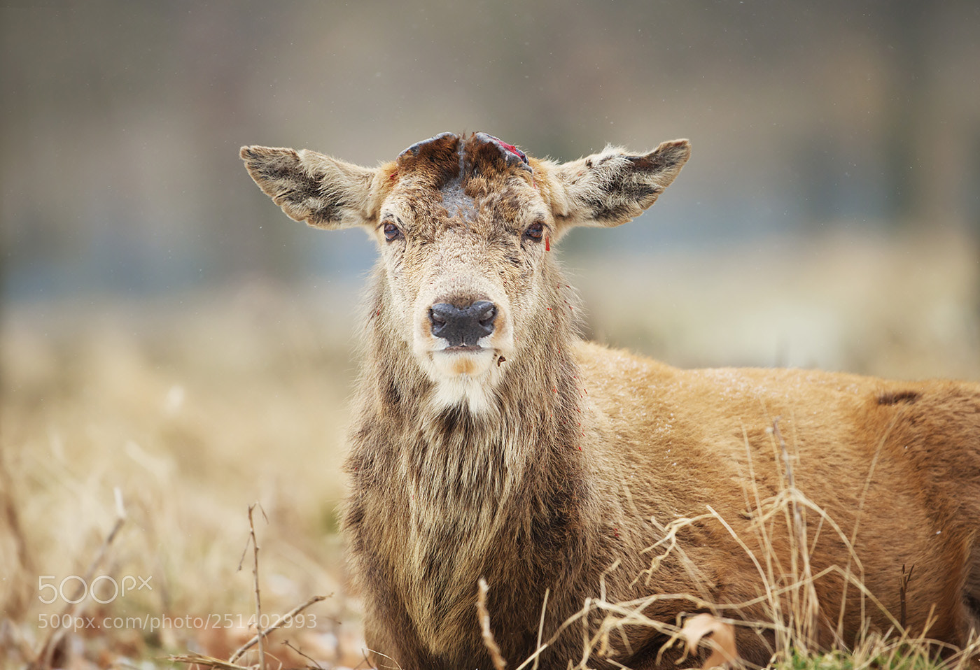Canon EOS-1D X sample photo. Red deer having recently photography