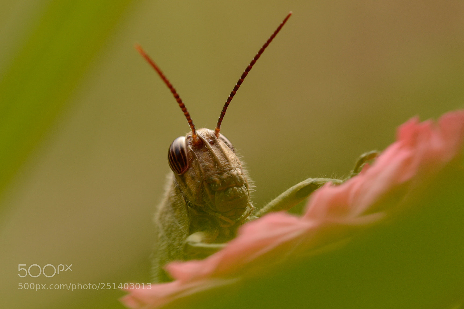 Nikon D3100 sample photo. Locust on a rose photography
