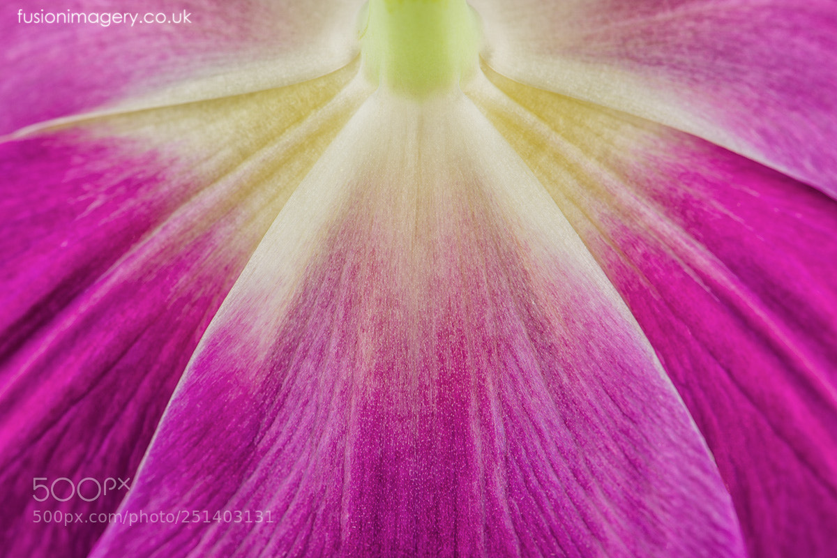 Nikon D850 sample photo. The tulip photography