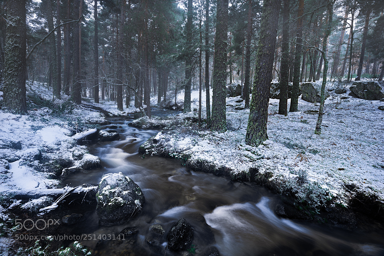 Nikon D610 sample photo. Under the snow photography