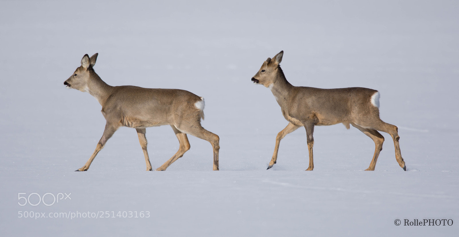 Nikon D7200 sample photo. Capreolus capreolus photography