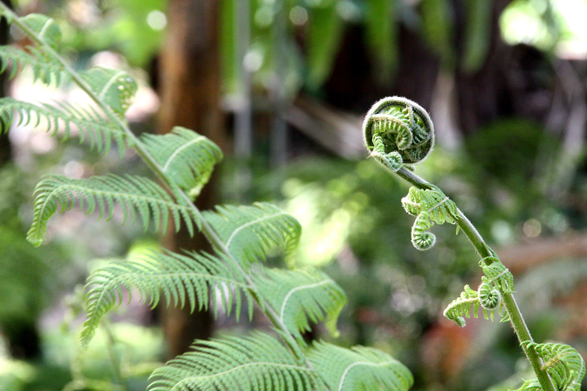Sigma 18-200mm f/3.5-6.3 DC OS sample photo. Growing fern photography