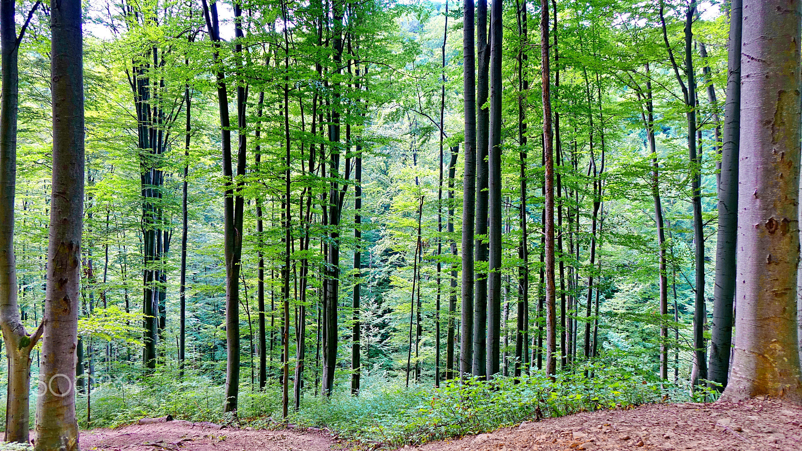 Minolta AF 28-85mm F3.5-4.5 New sample photo. Green forest photography