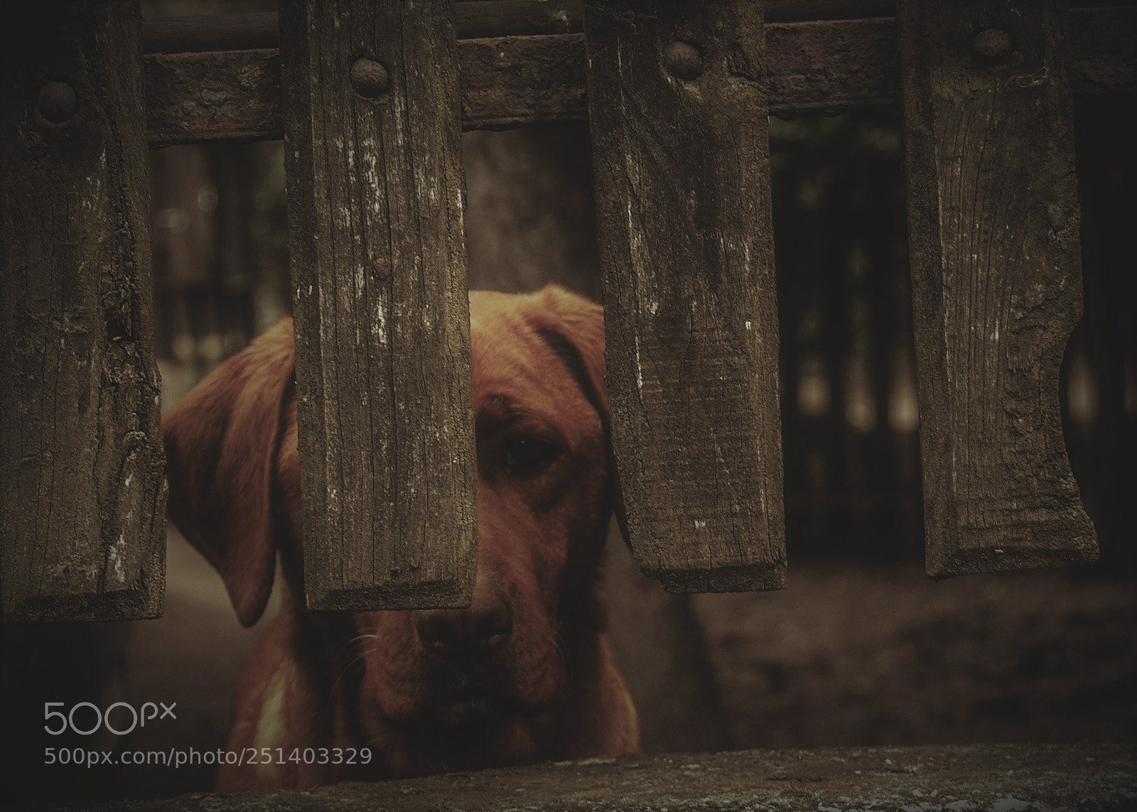 Nikon D40 sample photo. Szin photography