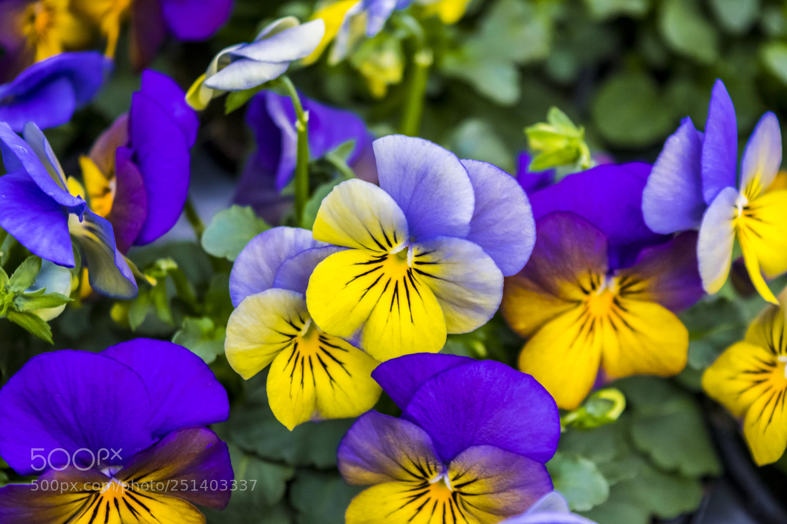 Nikon D3300 sample photo. Pansies violet and yellow photography