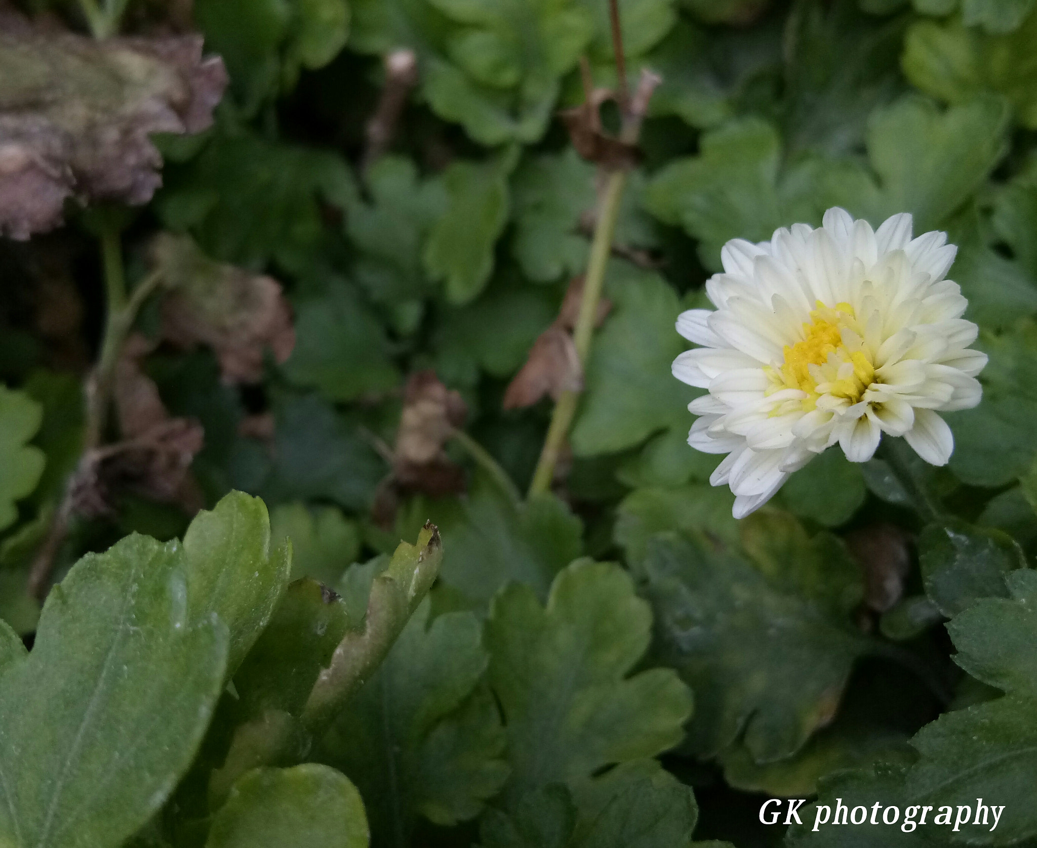 vivo 1601 sample photo. Flower photography