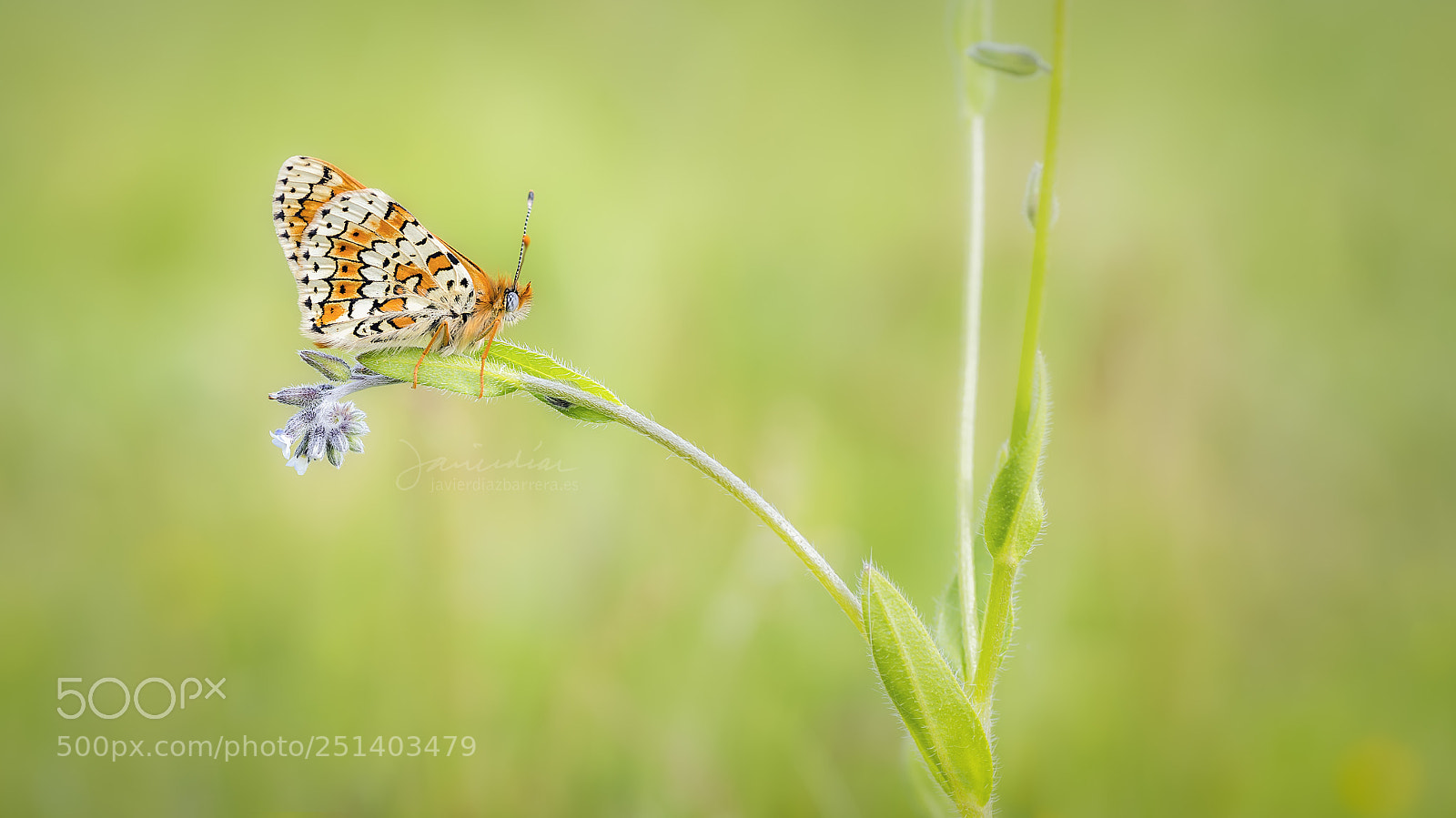 Sony SLT-A99V sample photo. Melitaea cinxia photography