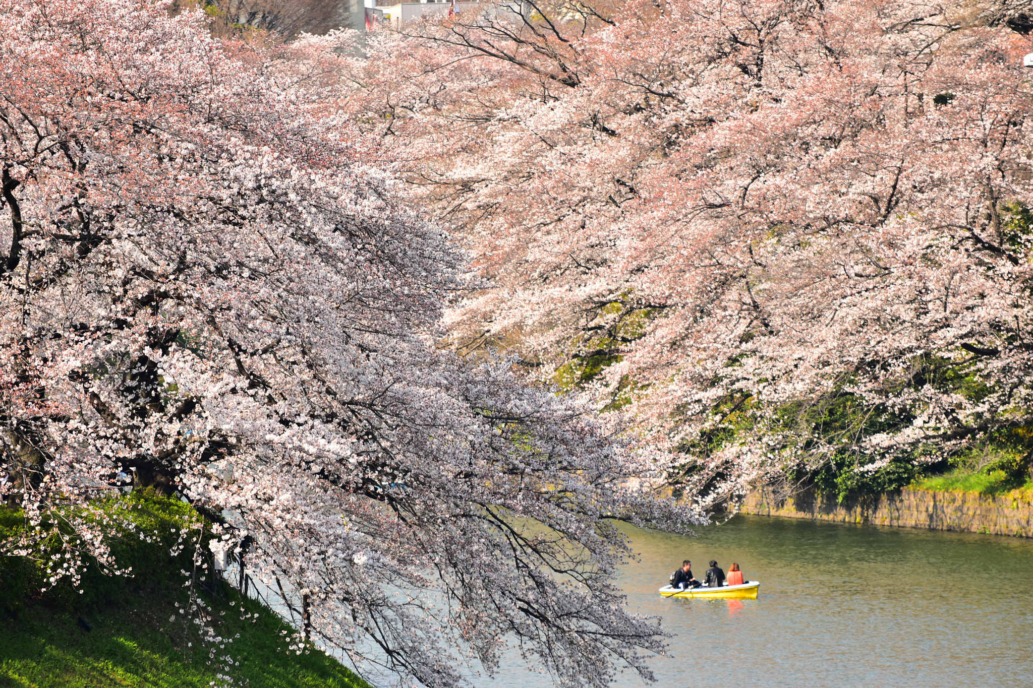 Nikon D5500 sample photo. Elegant time photography