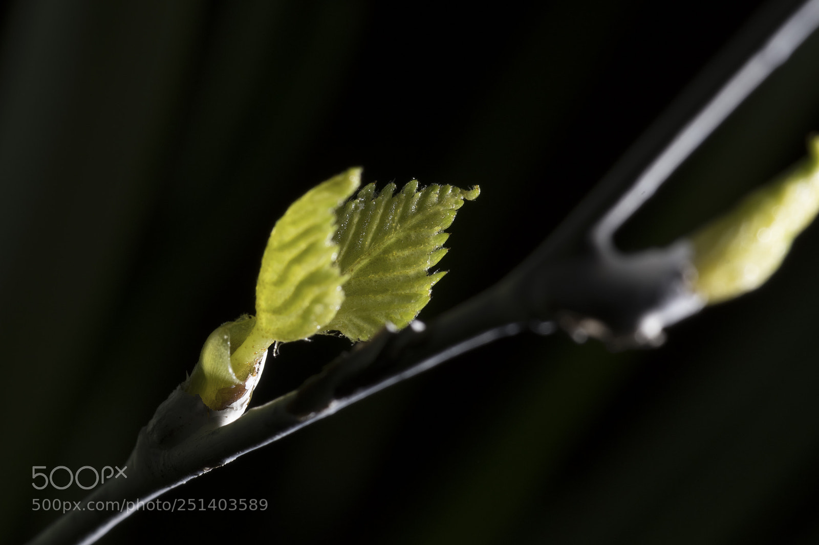 Nikon D500 sample photo. Coming out photography