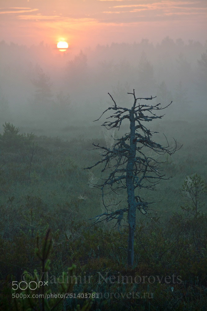 Canon EOS 50D sample photo. Lazorevskoe swamp leningrad region photography