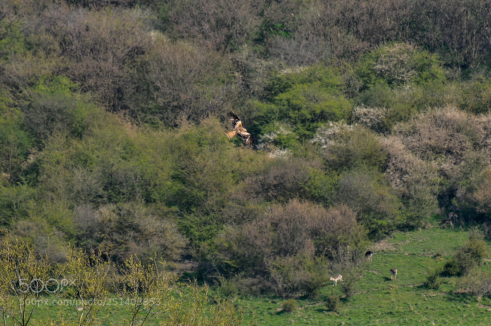 Nikon D300 sample photo. The deer below photography