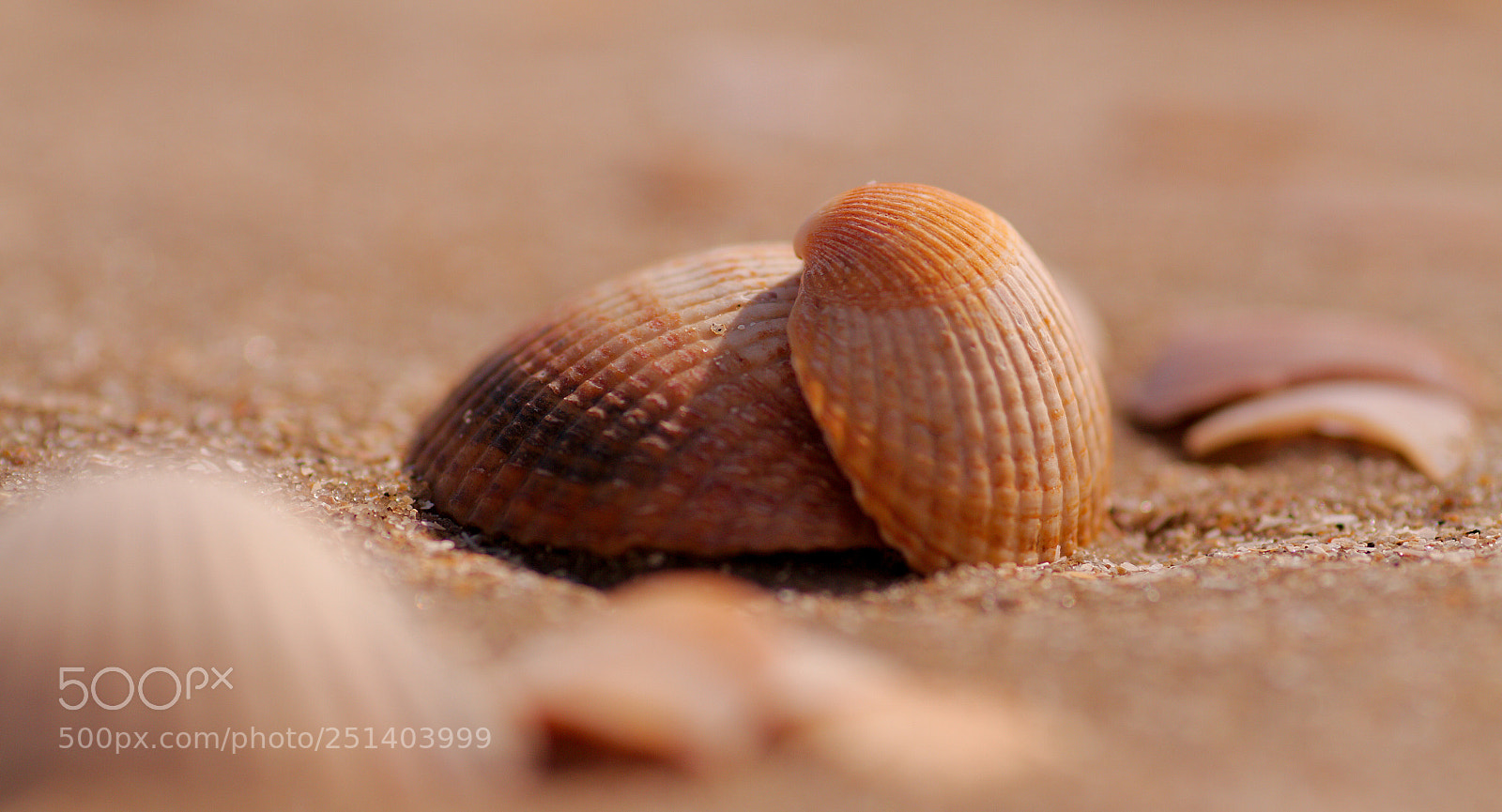 Canon EOS 7D sample photo. Loving shells photography