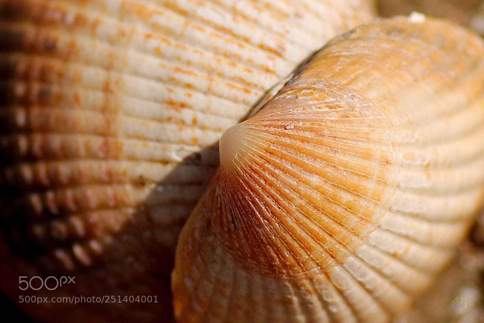 Canon EOS 7D sample photo. Close to a shell photography