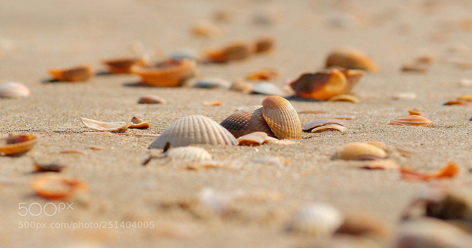 Canon EOS 7D sample photo. Shells on the beach photography