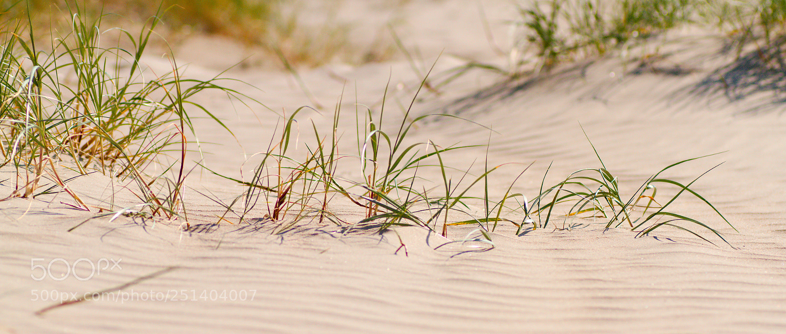 Canon EOS 7D sample photo. Grass in the dunes photography