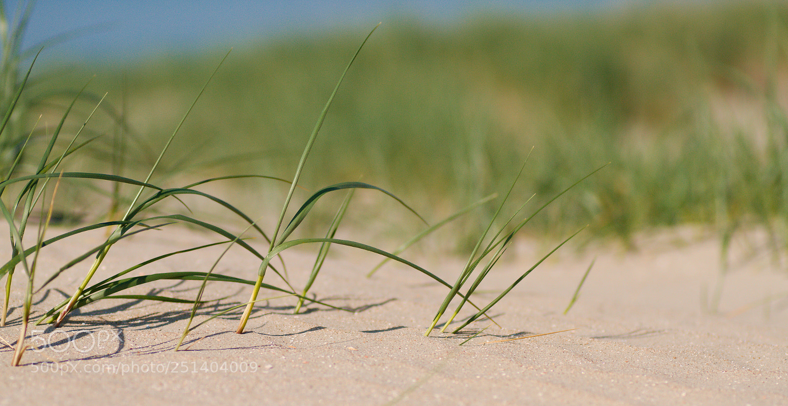 Canon EOS 7D sample photo. Grass in the dunes photography
