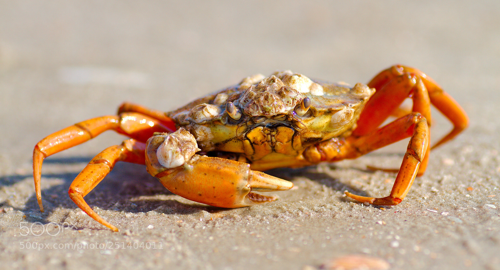 Canon EOS 7D sample photo. Crab on the beach photography