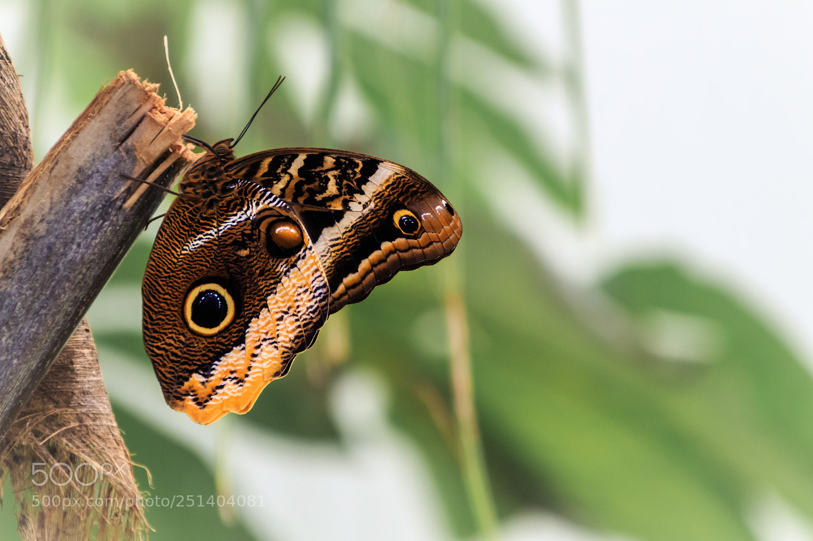 Canon EOS 1300D (EOS Rebel T6 / EOS Kiss X80) sample photo. Butterfly hang down photography