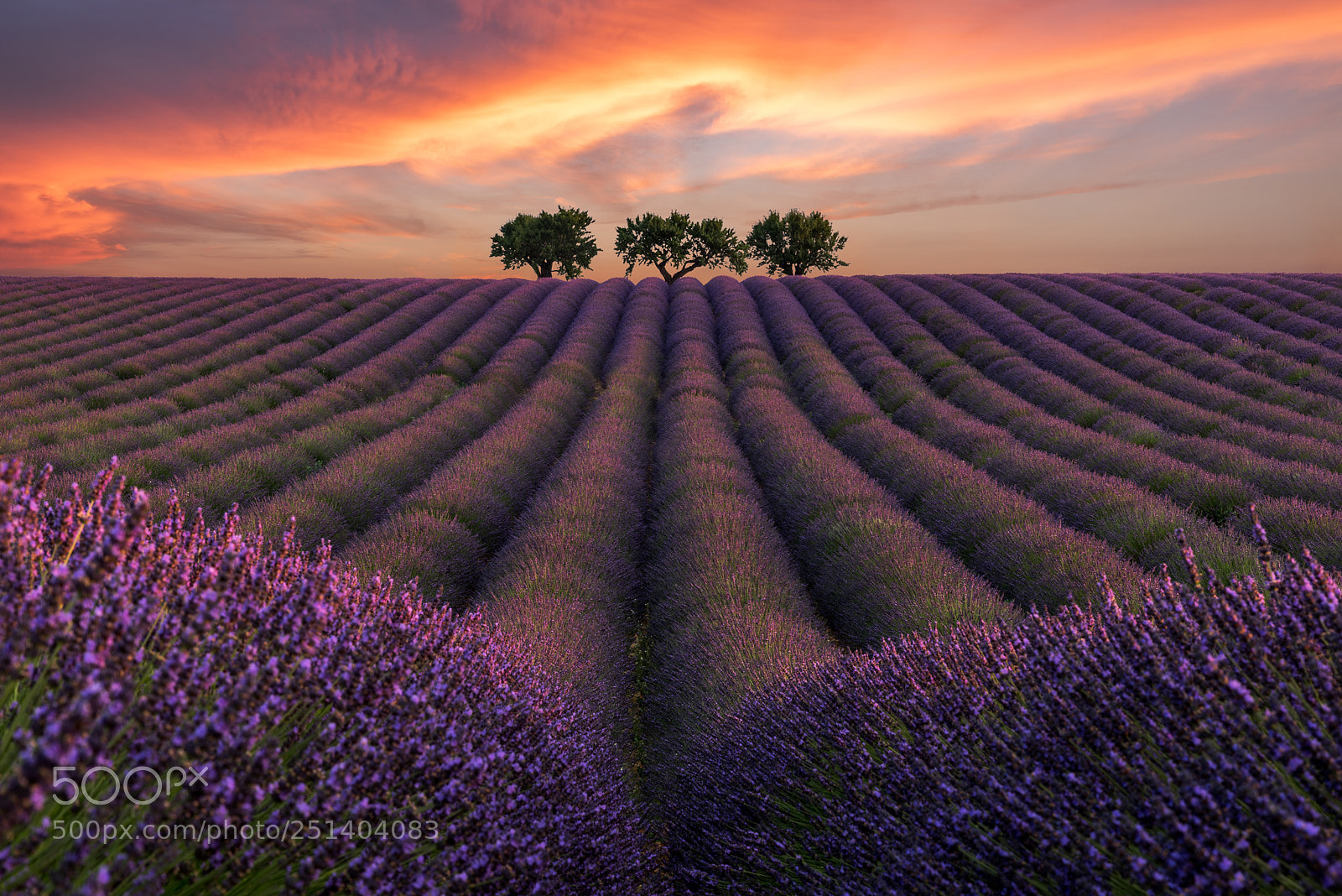 Nikon D810 sample photo. Valensole photography