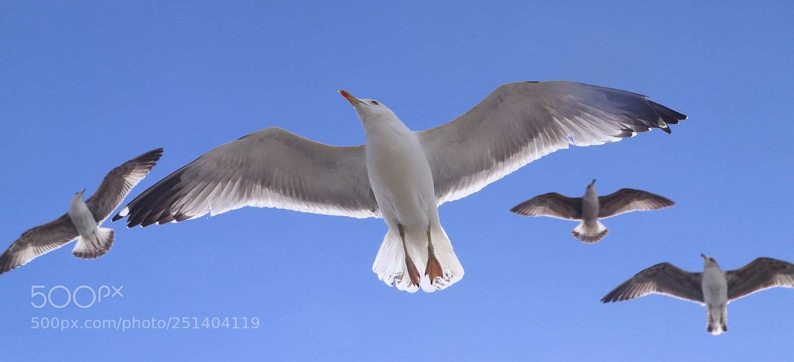 Canon EOS 80D sample photo. Seagull formation photography