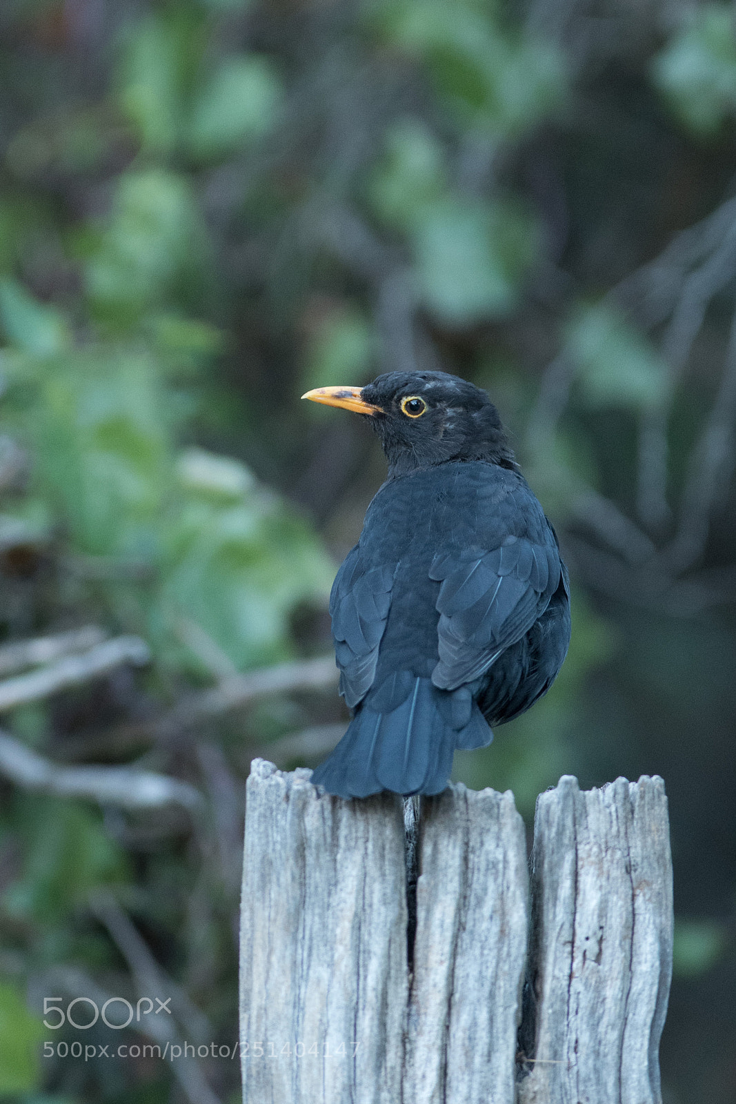 Nikon D500 sample photo. Black bird photography