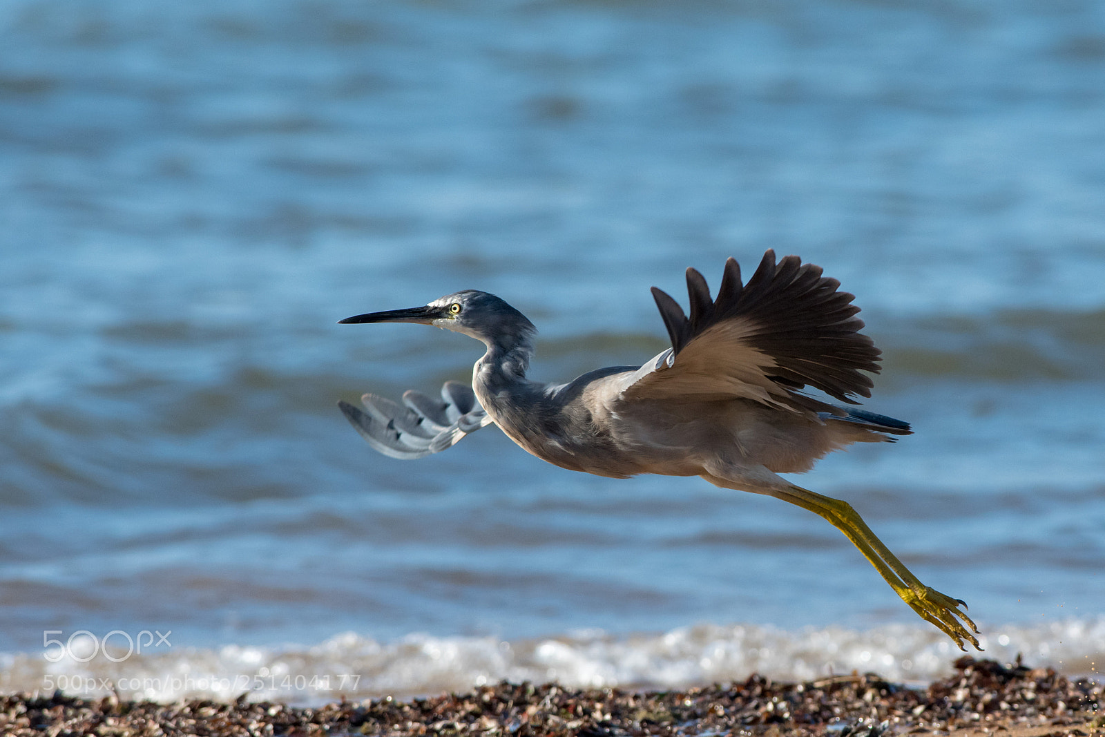 Nikon D500 sample photo. White faced heron photography